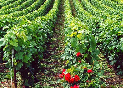 Le Clos Des Terres Soudees - Les Collectionneurs Bed & Breakfast 3*